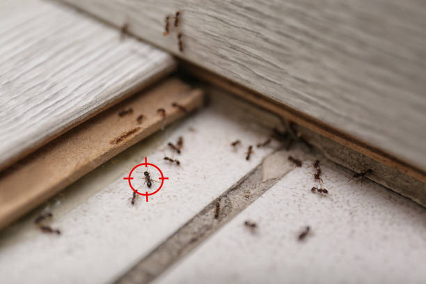 Best Emergency Pest Control  in Derry, PA