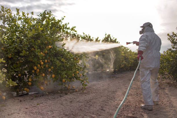 Best Local Pest Control Services  in Derry, PA