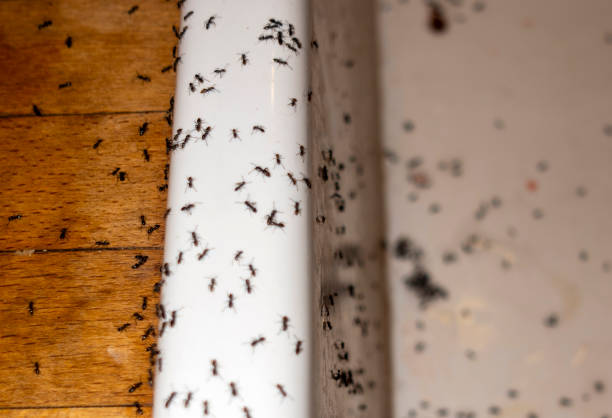 Best Best Pest Control Companies  in Derry, PA