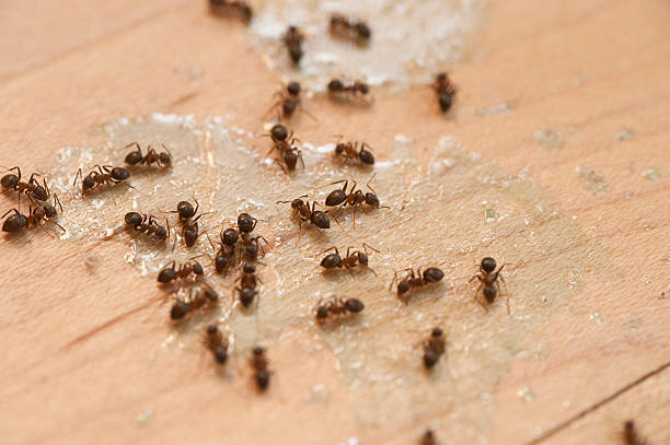 Best Commercial Pest Control Services  in Derry, PA