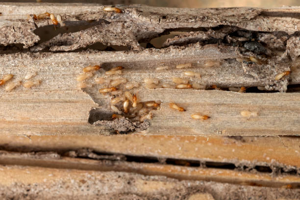 Best Flea Control Services  in Derry, PA