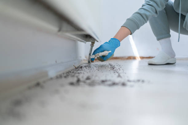 Best Termite Control Services  in Derry, PA